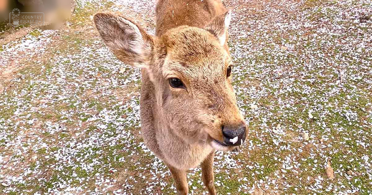 Deer