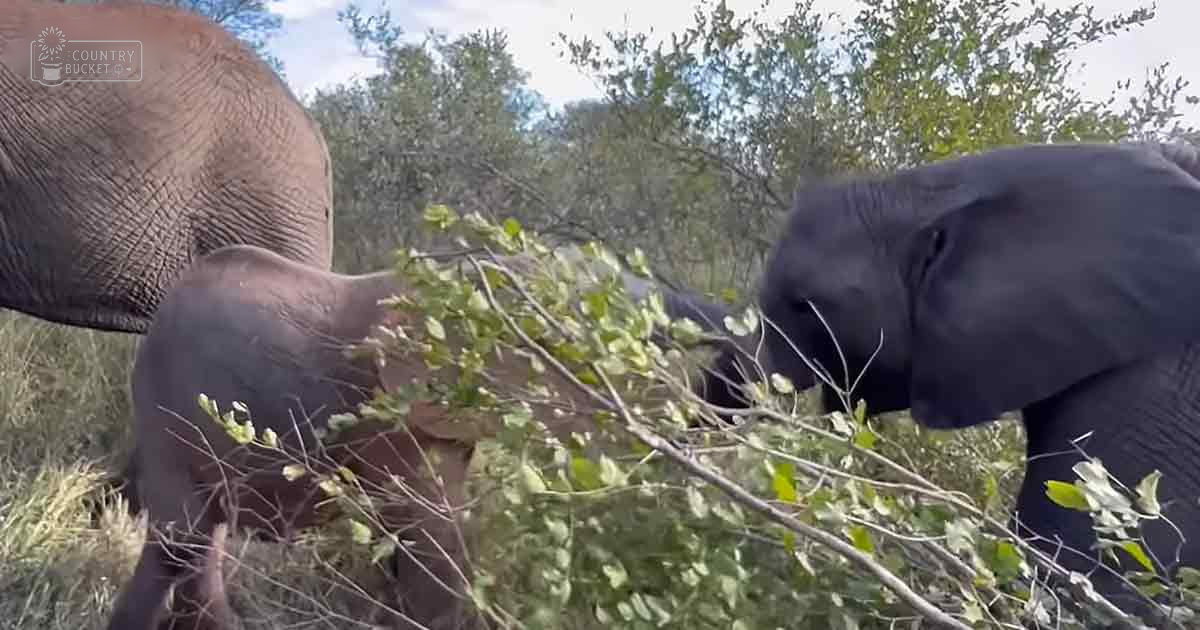 Adult African elephants in a lush green natural habitat, likely during spring or summer with bright daylight.