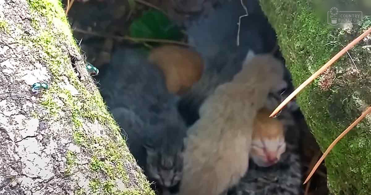 A group of kittens with various coat colors and markings outdoors in a natural setting during spring or summer.