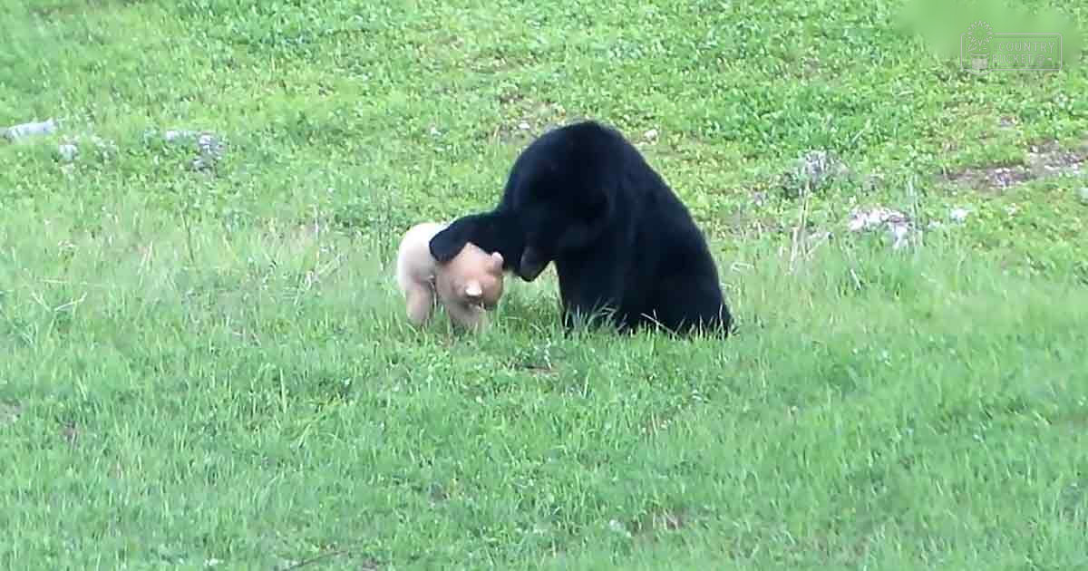 A black bear with a light-colored cub in an outdoor grassy area during spring or summer under bright daylight.