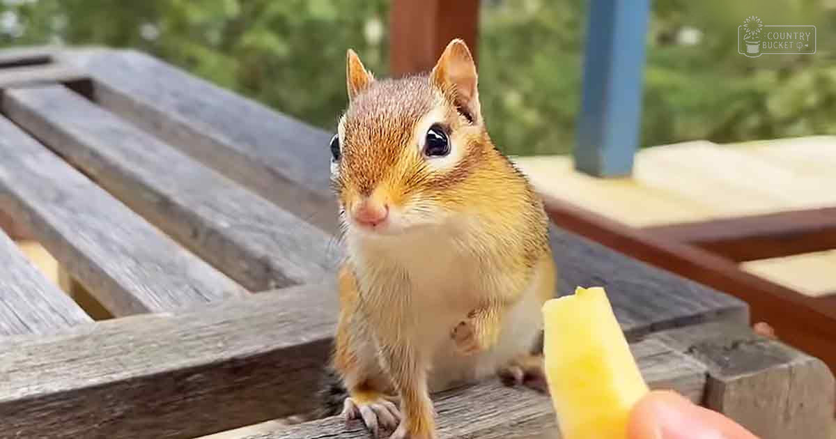 A chipmunk with light brown fur and darker stripes on a wooden picnic table in a park-like setting during daytime.