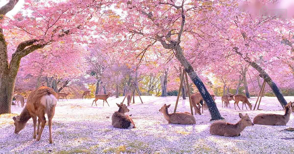 A herd of gentle deer