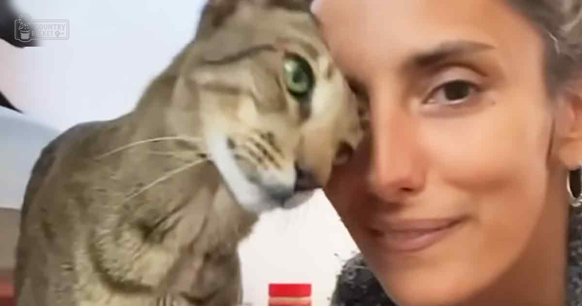 Adult female with Oriental Shorthair cat in front of her face, indoors, light brown coat with darker markings, natural daytime lighting.