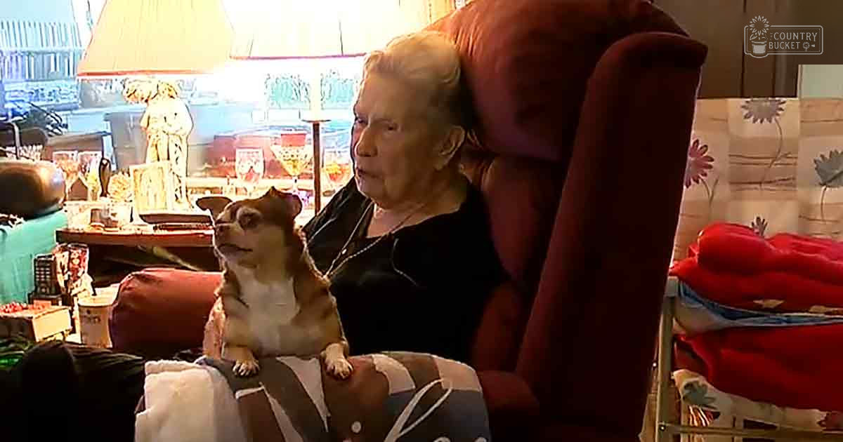 An adult female with a dark, loose-fitting top sits beside her small brown and white Chihuahua on a cozy red upholstered chair in a well-lit living room filled with personal decor.