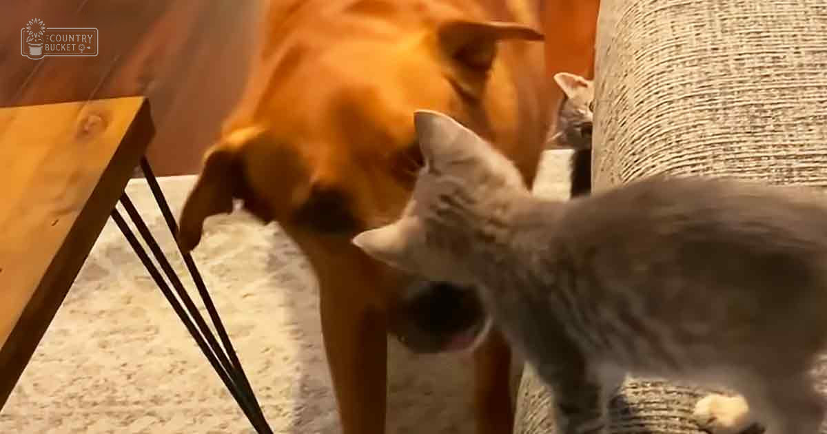 A golden retriever puppy interacts with two tabby kittens in a cozy indoor setting, with wooden furniture and neutral-toned carpeting.