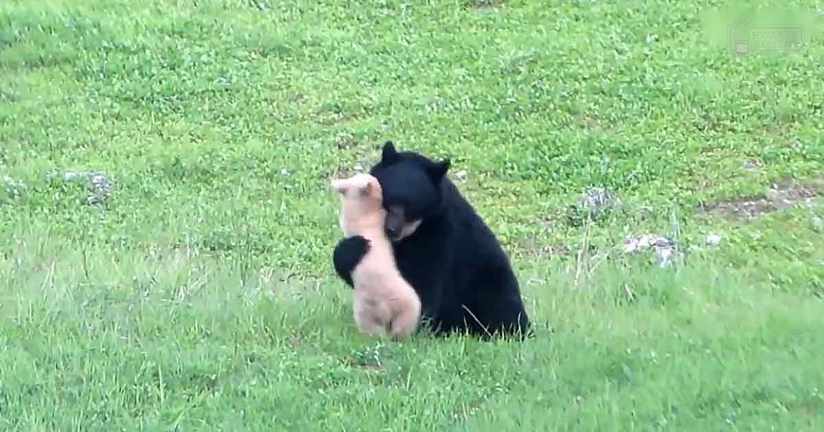 A black bear holding a young, light-colored puppy in its arms on a grassy area during spring or summer with natural daytime lighting.