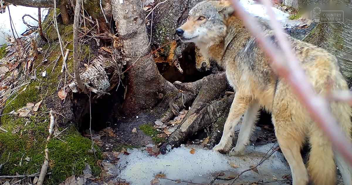 A wolf with grayish-brown coat and black markings in a forested area with moss-covered ground and fallen leaves.