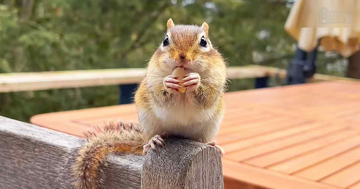 A chipmunk with brown fur and a white underbelly stands outdoors in a park-like setting, surrounded by wooden railings and furniture, suggesting it's spring or summer.