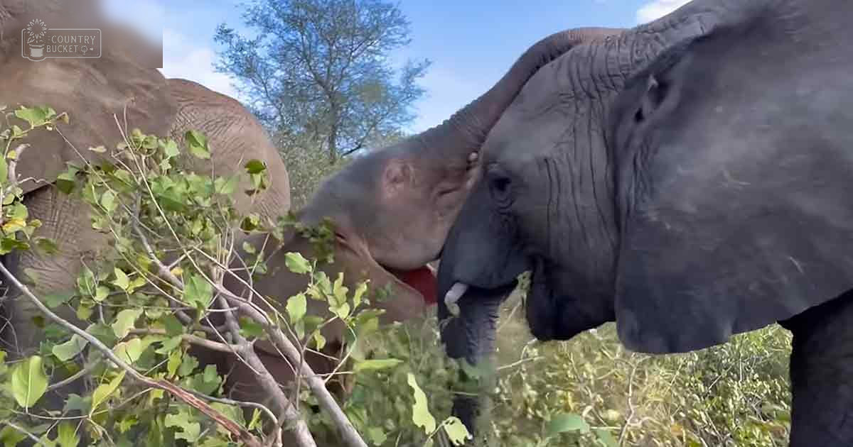 A baby elephant being nuzzled by an adult elephant in a lush, green natural habitat under clear daytime skies during spring or summer.