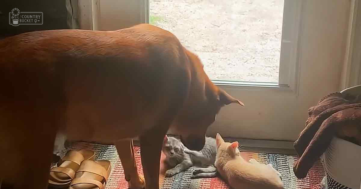 A medium-sized brown dog standing indoors near a window, with two cats present: one gray tabby lying down and another light-colored cat nearby.