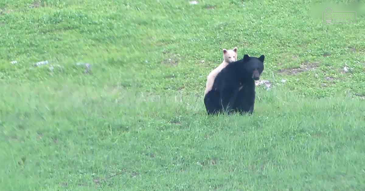 A black bear with a light-colored cub in an open grassy field, suggesting spring or summer daylight.
