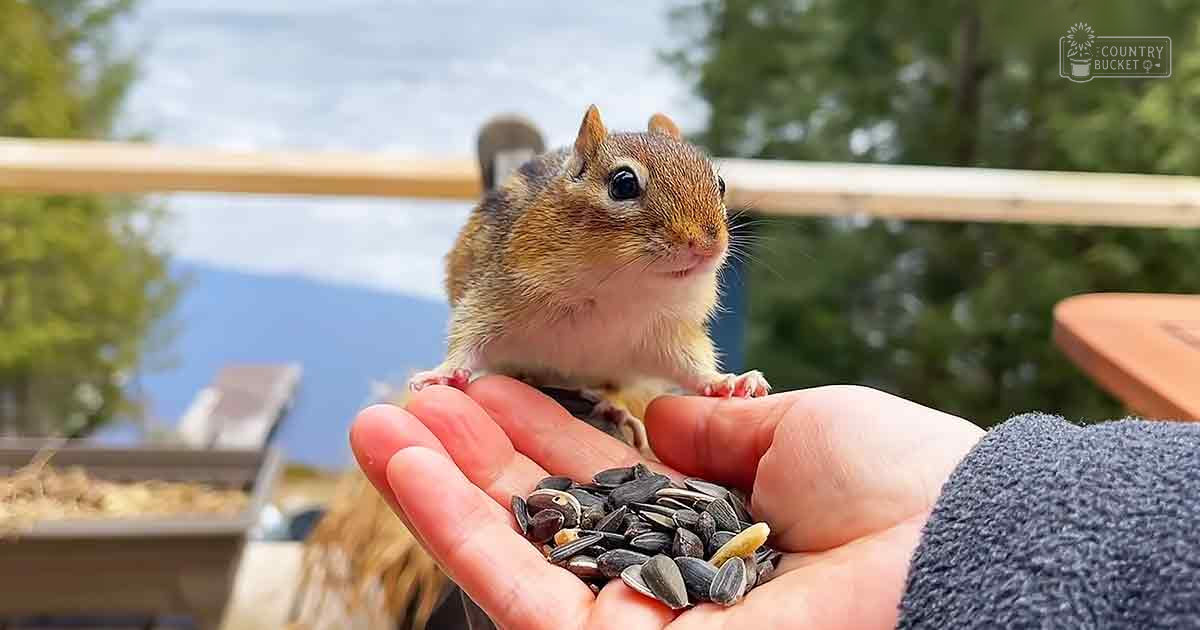 A juvenile Eastern chipmunk with brown, white, and black stripes stands outdoors in a natural setting with a wooden railing and trees visible. The light suggests late afternoon.