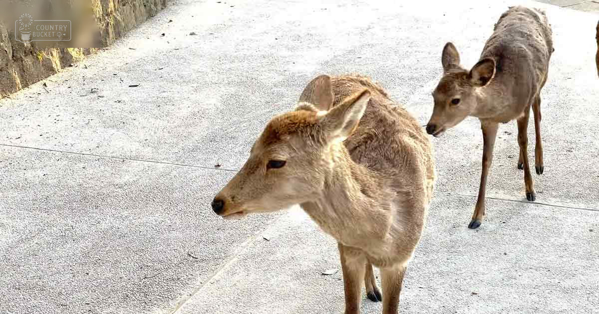 Deer