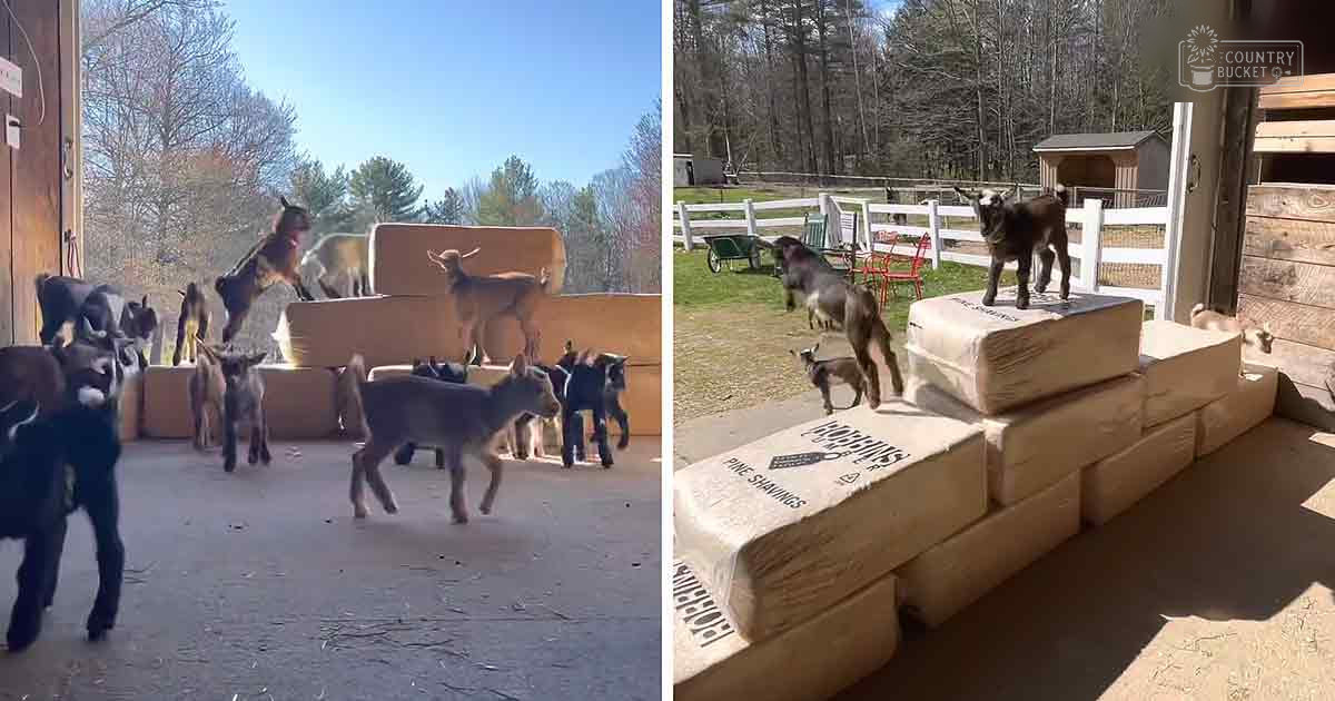 A group of mixed breed goats with varying coat colors, including black, brown, white, and patches, in a rural outdoor setting with trees, grass, cardboard boxes, and a wooden structure. The scene suggests spring or early fall with bright daylight.