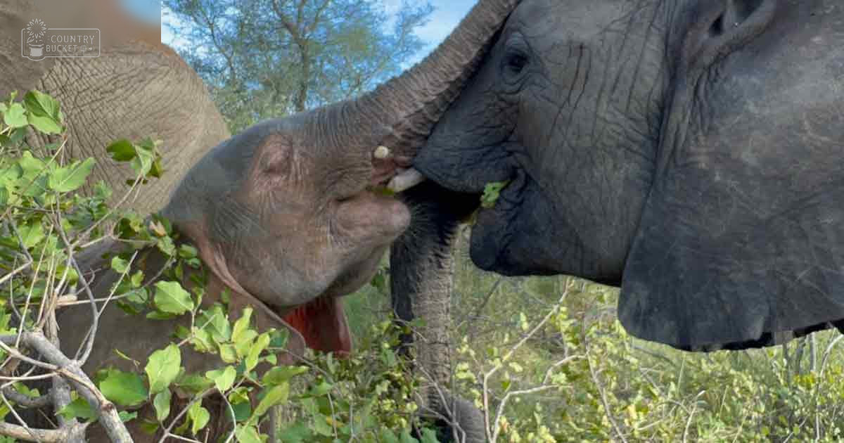 A baby elephant with an adult elephant in a natural outdoor setting with trees during spring or summer.