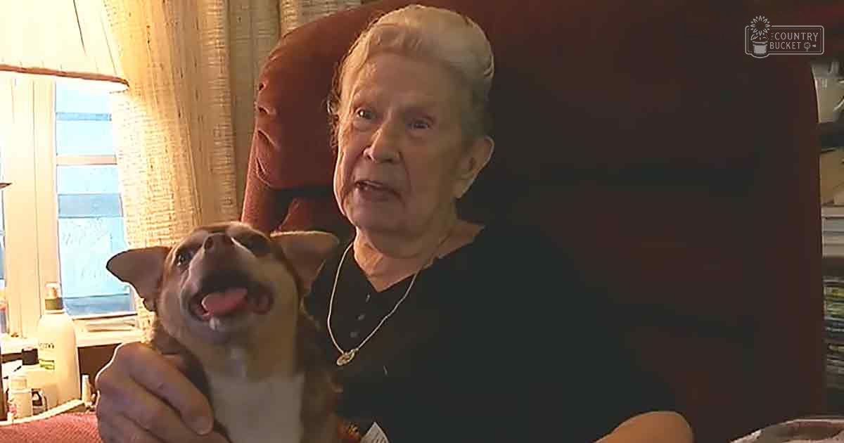 An older adult woman holding a light brown Chihuahua mix puppy in her home with red chair and natural daylight.