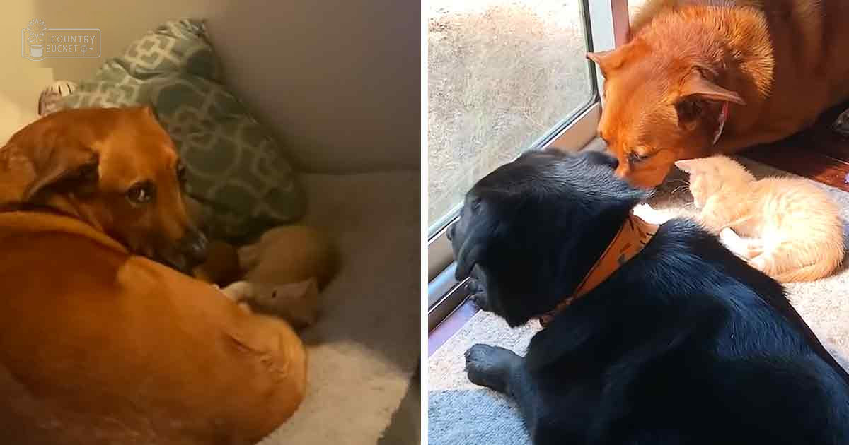 Two adult dogs, including a Rhodesian Ridgeback and Labrador Retriever, with an orange tabby kitten indoors near pillows and natural light.