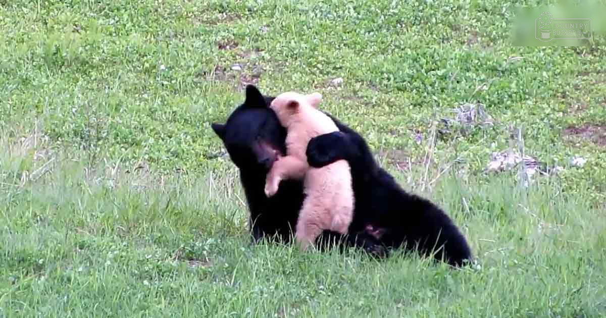 A juvenile black-furred bear cub with a pinkish-white patch on its back sits in an outdoor grassy area with scattered rocks, suggesting daytime during spring or summer.