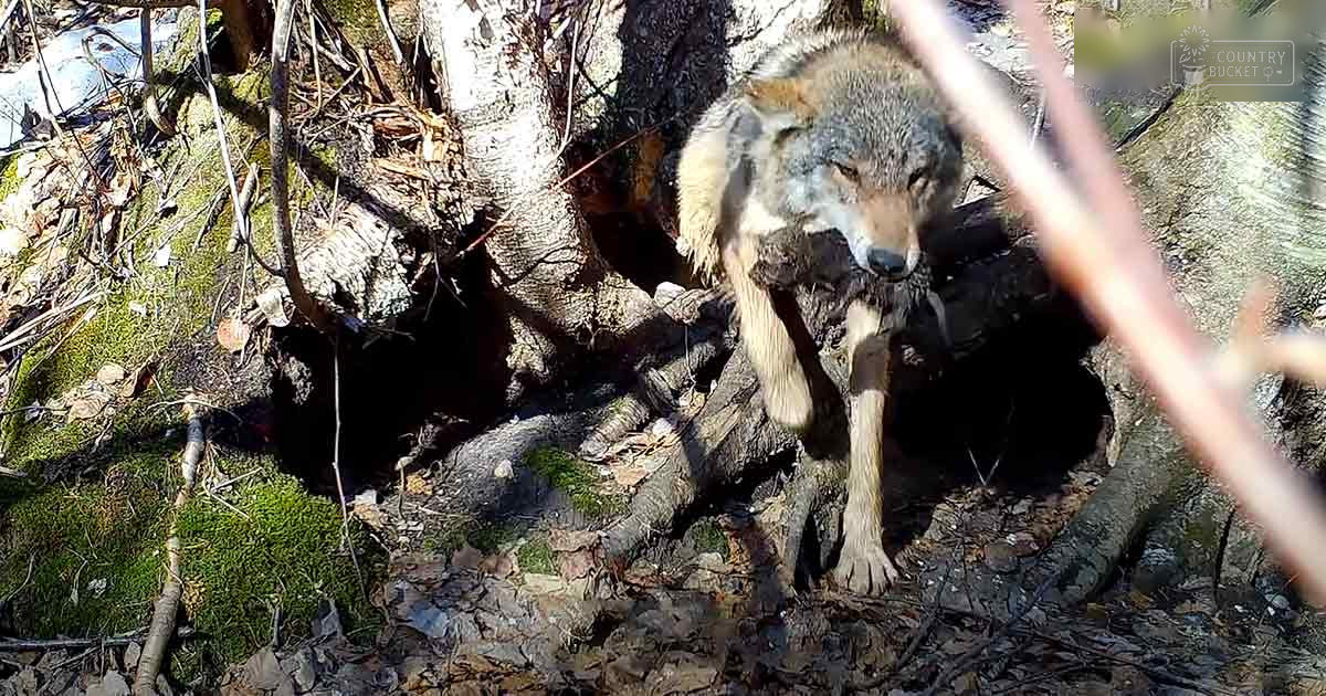 A wolf with grayish-brown fur in a forest setting with moss-covered trees and fallen leaves on the ground during daytime spring or summer season.