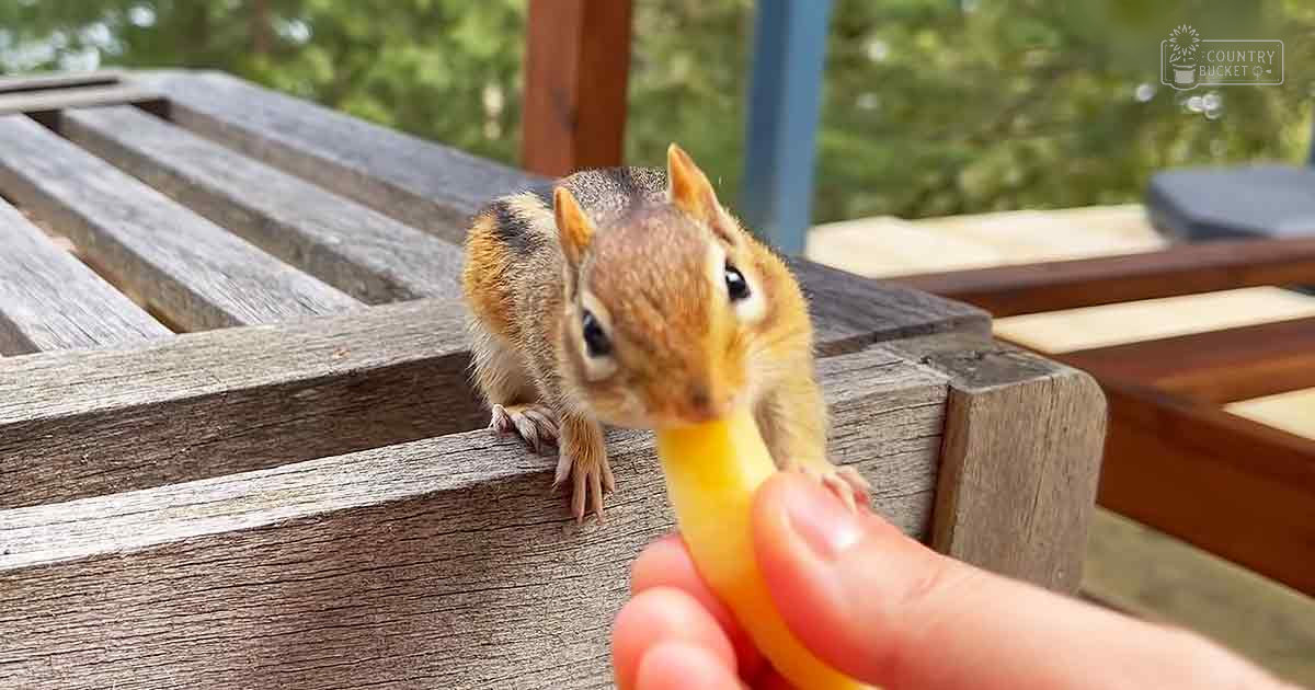 An adult chipmunk with brown fur and black stripes on a wooden deck or patio surrounded by greenery, late afternoon light.