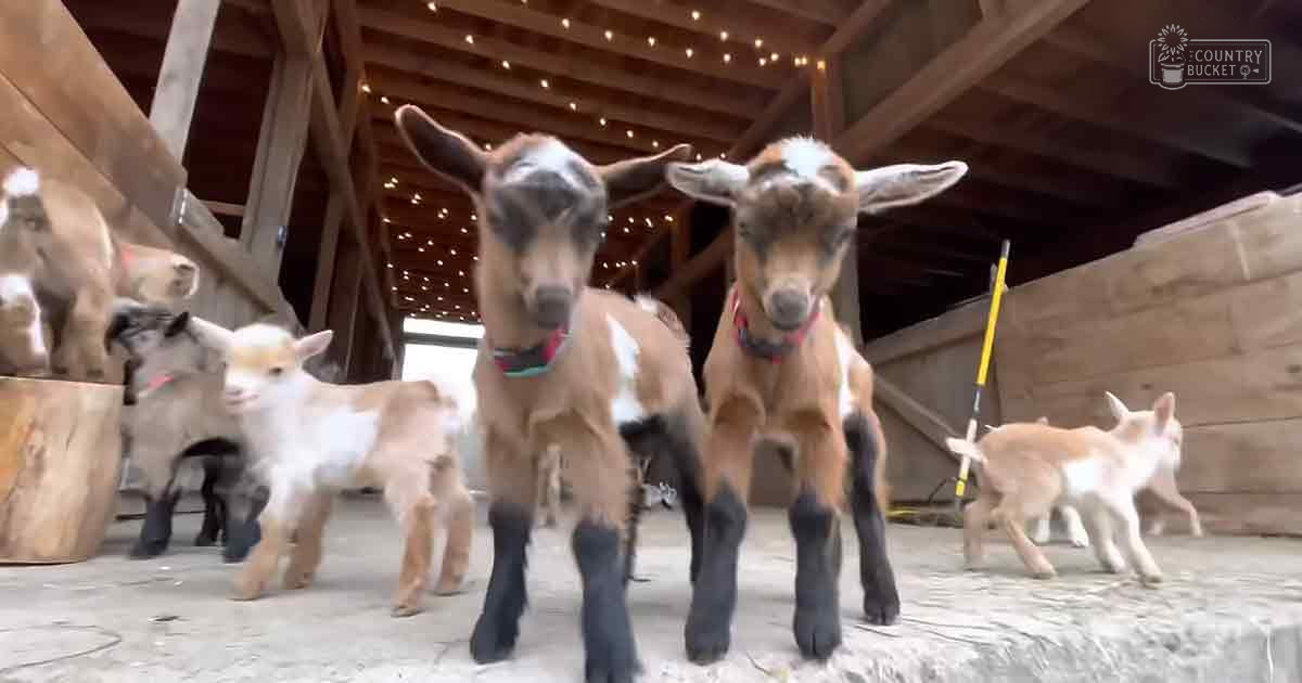 Juvenile Nubian goats with brown and white patches in a rustic indoor barn setting, string lights hanging from ceiling, wooden beam structure visible, yellow tool handle on right side.