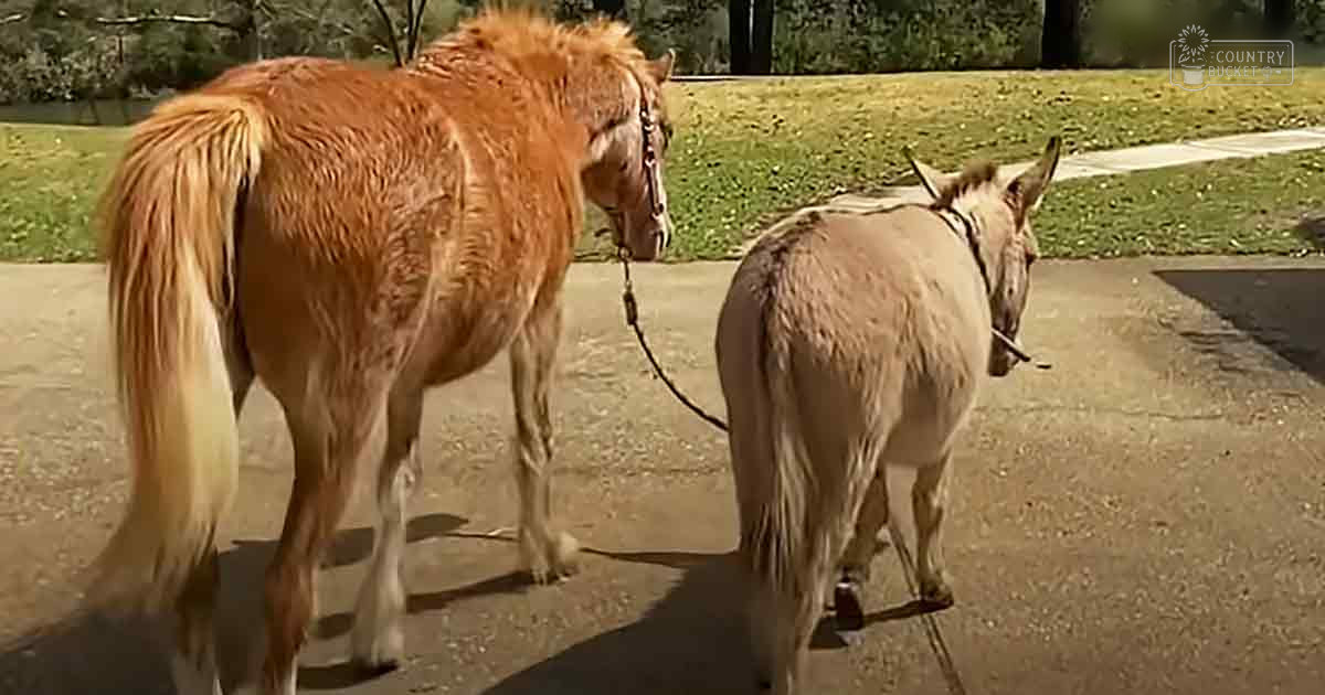 Two adult horses and a donkey in an outdoor spring or summer setting with paved path surrounded by greenery and trees.