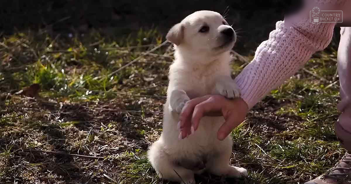 A young white shepherd puppy stands outdoors in a grassy area with dry leaves under warm, late afternoon sunlight.