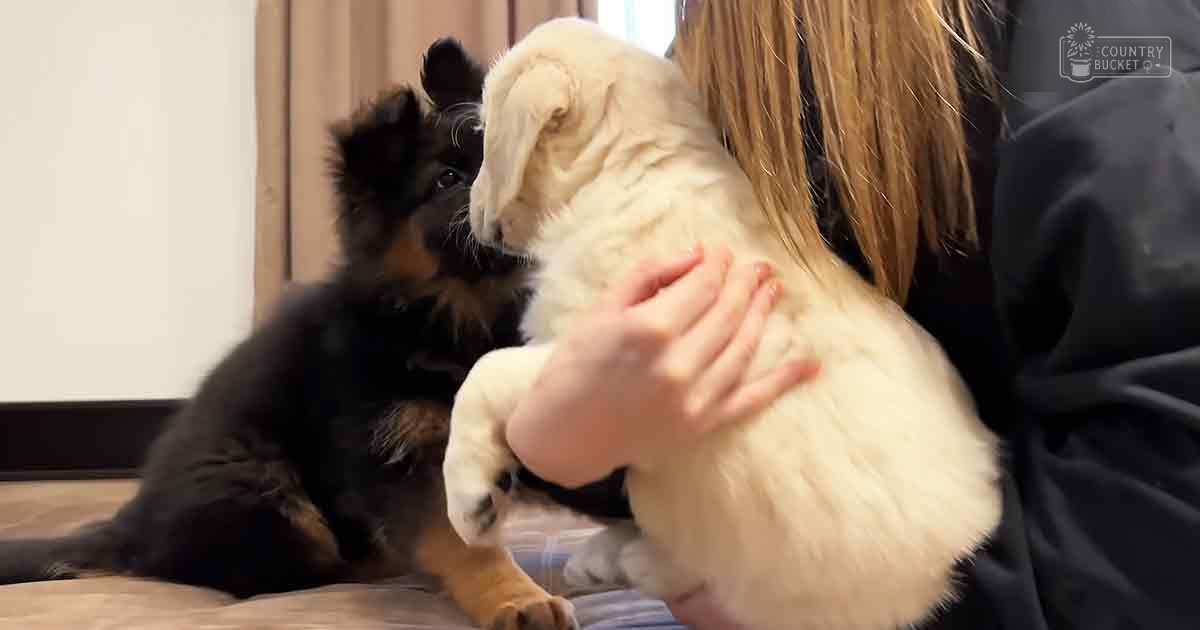 A young adult female holds a white puppy while another black kitten sits nearby in an indoor living room setting with light-colored furniture and natural daylight.
