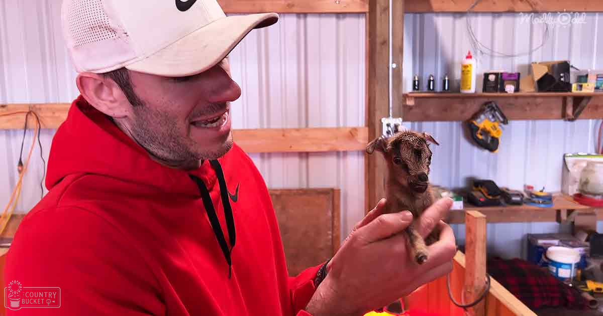 A young brown goat with darker patches stands on a man's lap inside what appears to be a workshop or garage setting during daylight.