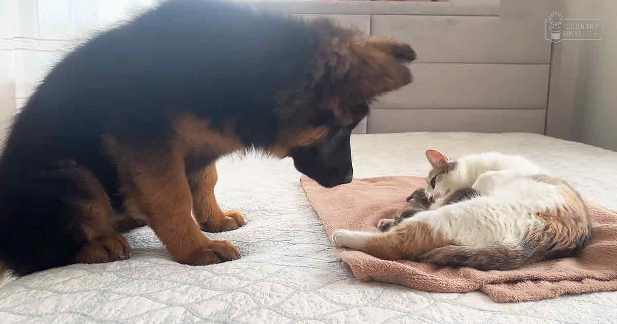 A German Shepherd puppy with black and tan fur, resting among two cats (one white and orange tabby kitten, another calico cat) on a bed with a light-colored quilted cover and pink blanket in an indoor bedroom setting.