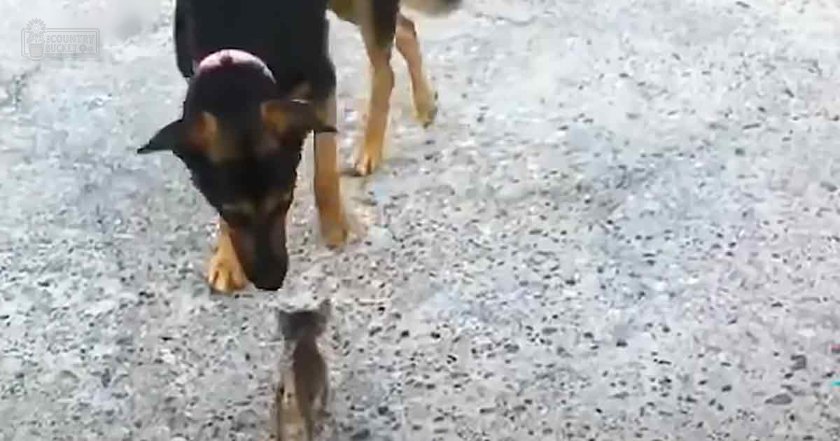 A Doberman Pinscher with a black and tan coat stands on an outdoor concrete surface under natural daylight.