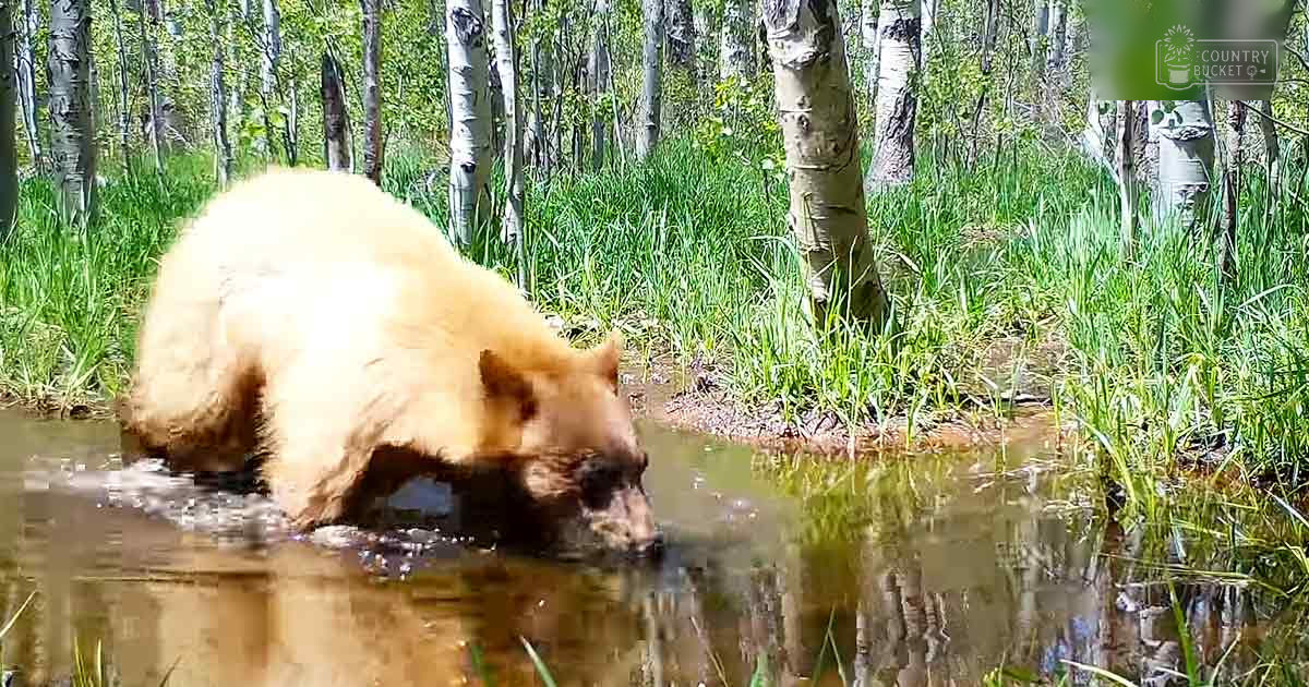 A light brown bear in a forested area with trees, green grass, and a body of water, bathed in natural daylight.