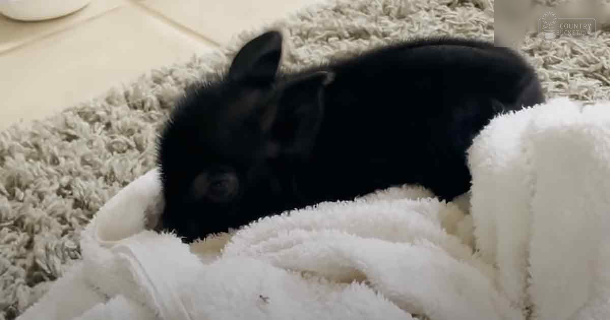 A young, black French Bulldog mix puppy rests indoors on a fluffy white rug with a cozy carpeted floor in the background.