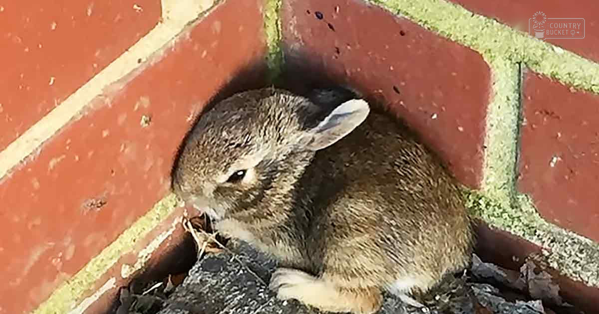 An adult rabbit with brown fur and white markings near a red-brick wall in natural daylight.