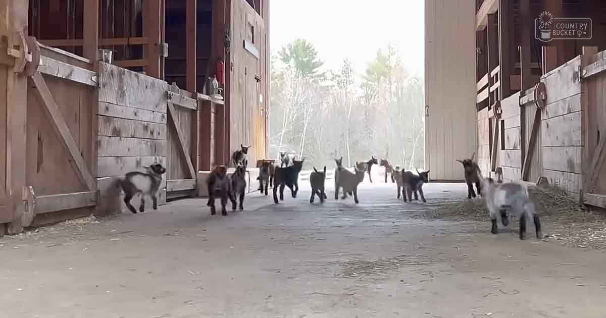 Several young Nubian or similar dairy goats with white and gray patches in a barnyard setting with wooden stalls and soft late afternoon light, suggesting an outdoor rural environment.