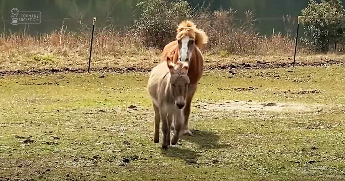 A horse with a light brown coat and white face markings walks alongside a grayish-white donkey in an open field, surrounded by patches of grass and dry vegetation under soft late afternoon or early evening light.