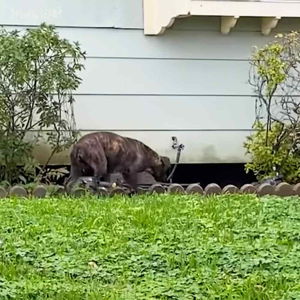 An adult pit bull or similar breed dog stands in a residential backyard with lush greenery and a white house siding on a cloudy day.