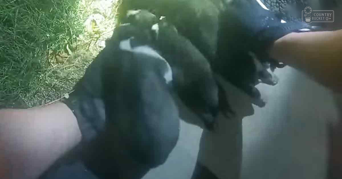 A person wearing black synthetic rubber or latex gloves holds an adult possum with dark brown fur and lighter markings on its face and underbelly, outdoors during spring or summer with green grass and natural light filtering through a tree canopy.