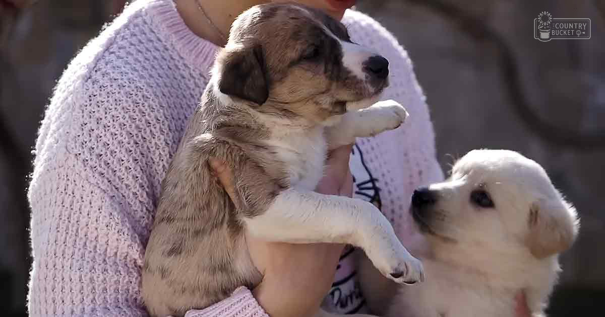 An adult female holding two puppies in an outdoor urban setting with soft lighting.