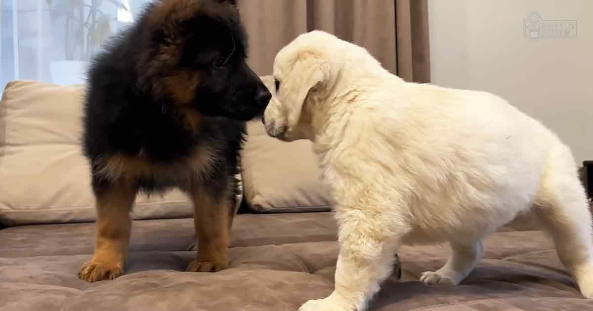 Two German Shepherd and Great Pyrenees puppies interacting on a beige couch indoors, with light coming through a window.