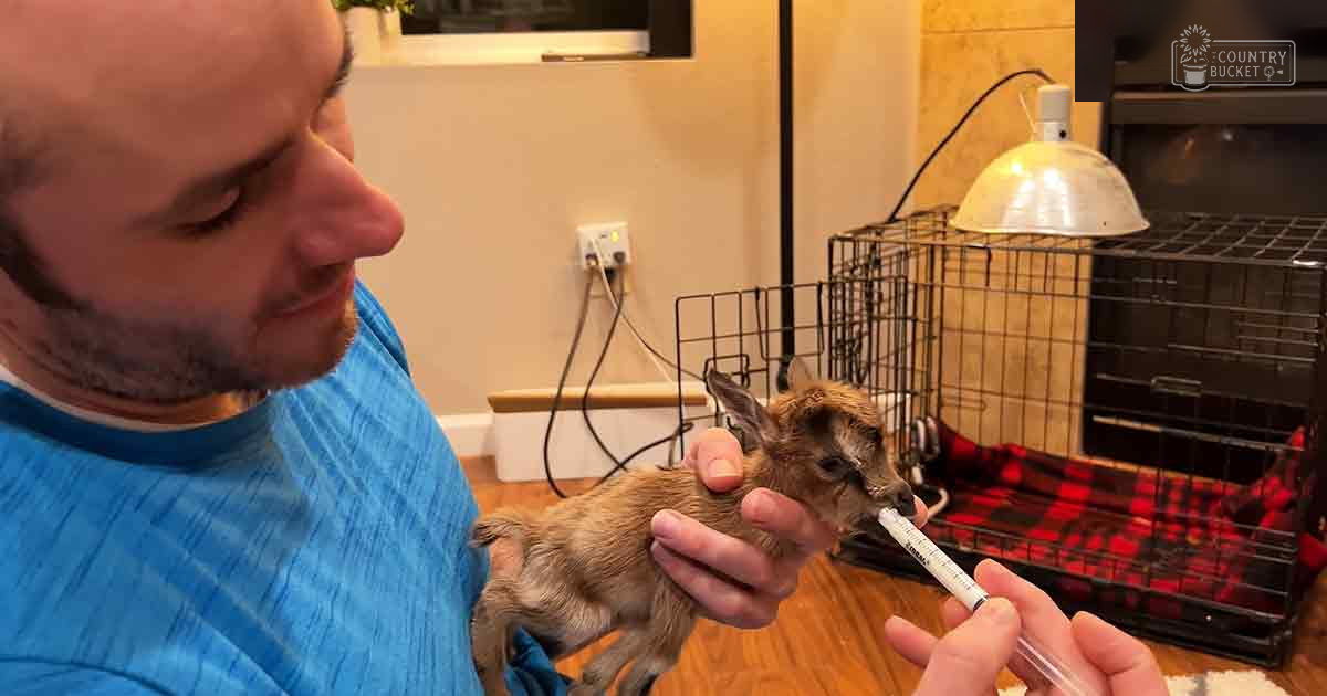 A baby goat with light brown fur being fed formula indoors. The scene includes a black wire crate with a red and black plaid blanket inside, possibly used as a pet enclosure, against the backdrop of a home setting.