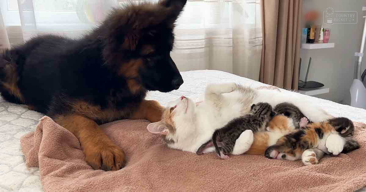 A German Shepherd puppy, a white cat with calico kittens, resting on a pink blanket in an indoor home setting under soft daylight.