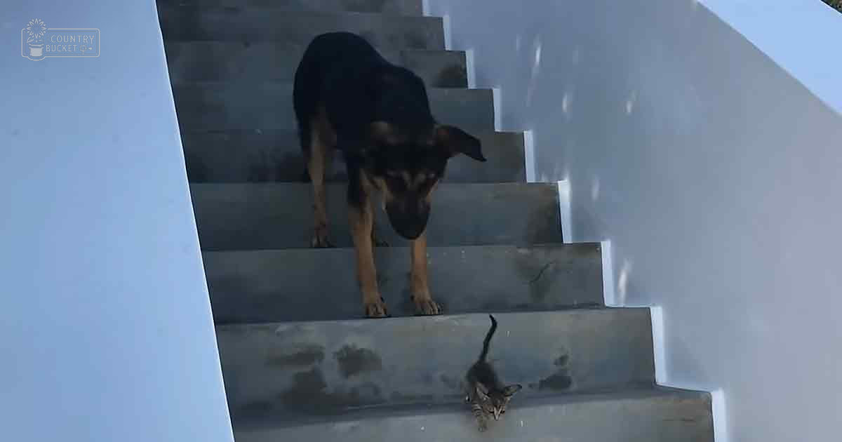 Two dogs, an adult German Shepherd with black and tan fur, a kitten possibly tabby or spotted breed, outdoors on concrete stairs against white wall and blue sky in daylight.