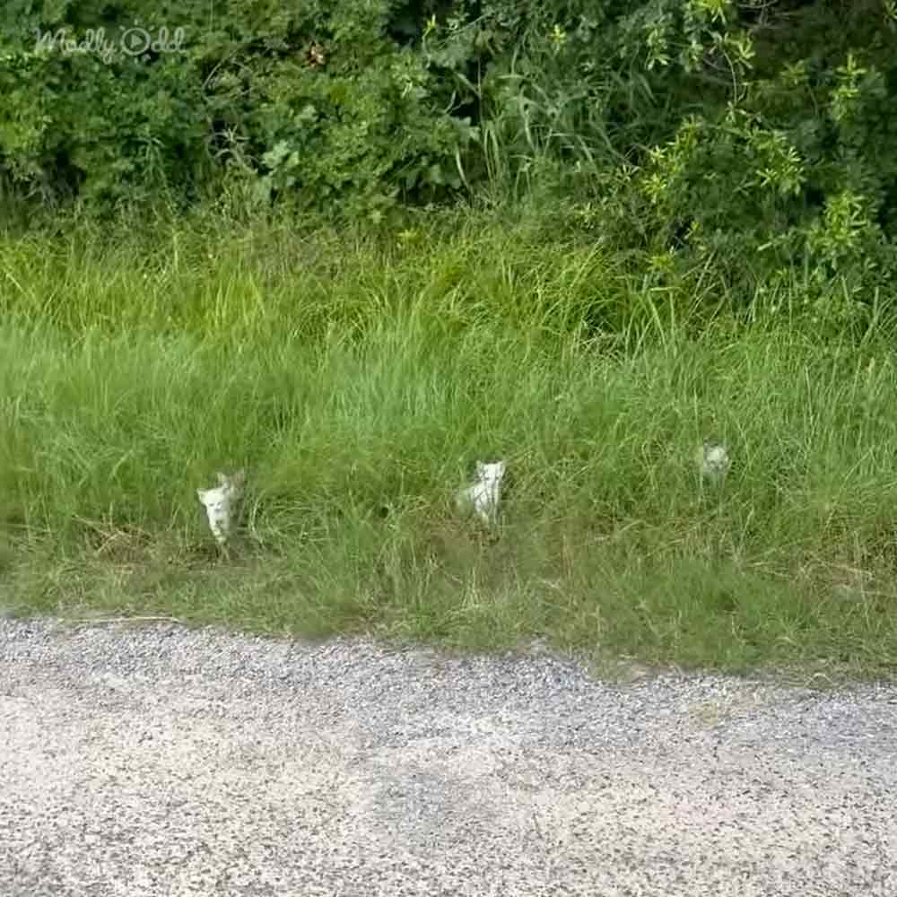 Three white kittens partially hidden in tall grass near a gravel road, lush greenery and dense vegetation in background, likely spring or summer season with soft daylight.
