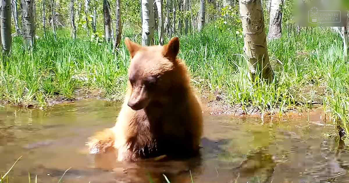 A brown bear with light brown fur stands in a forested area during what appears to be daytime in spring or summer.