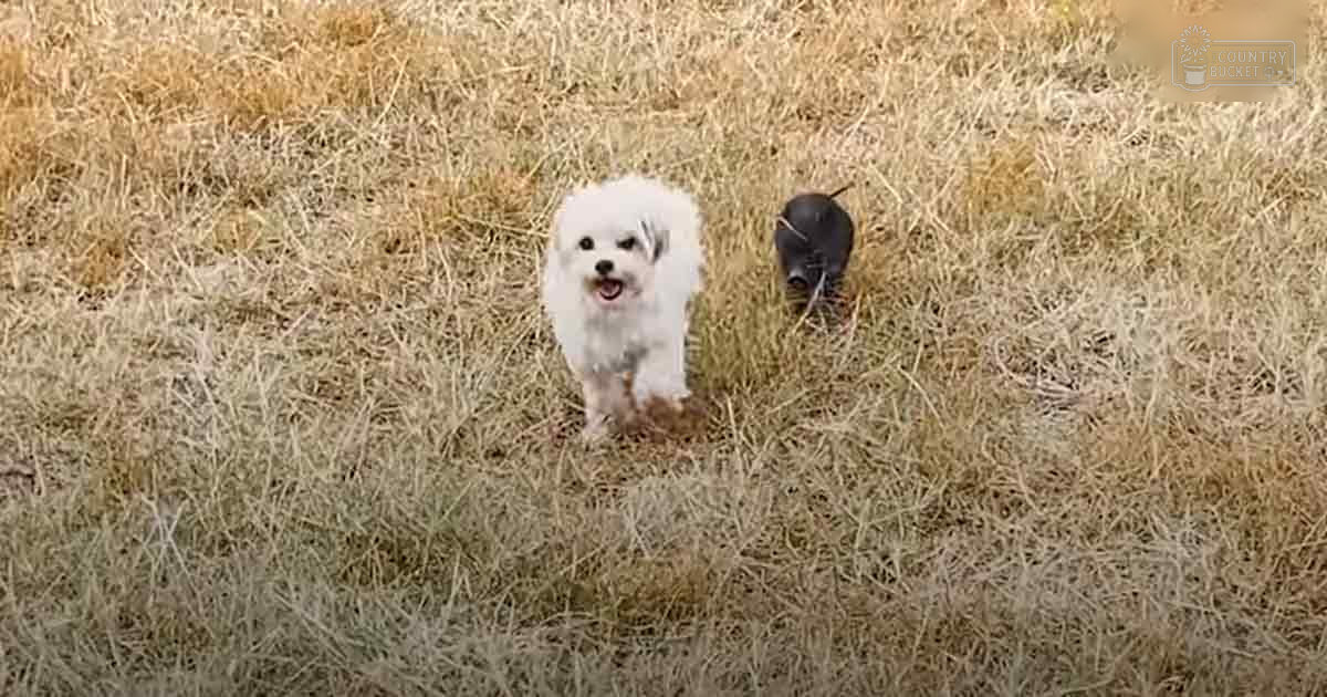A small white dog with long fur stands on dry grass in an outdoor setting during late autumn or early spring, under soft, diffused light.