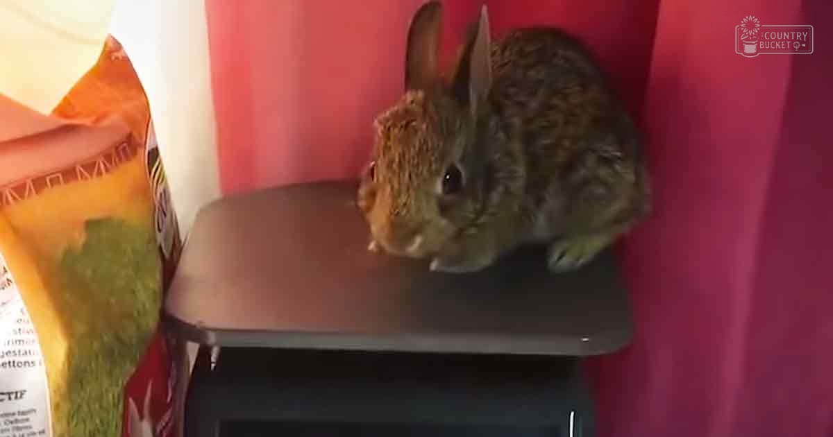 A brown-furred adult rabbit with darker markings sits atop what appears to be a microwave oven in an indoor setting, surrounded by pink curtains and pet food bag labeled 'Digestive,' likely indicating it contains pet food.
