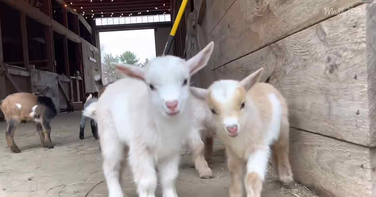 Juvenile goats with patches of white, tan, and brown in a wooden barn on a rural farm during spring or summer.