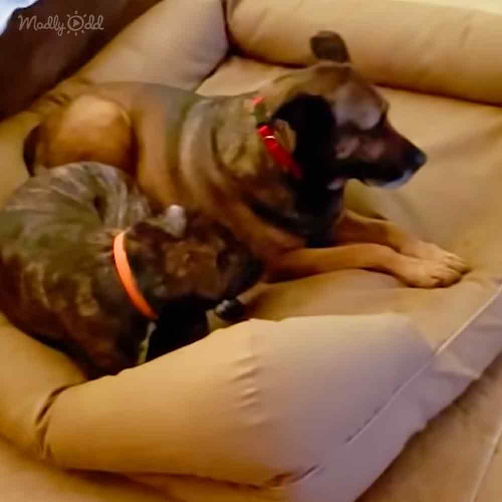 A reddish-brown dog with black markings lies in a light-colored pet bed indoors under neutral lighting.
