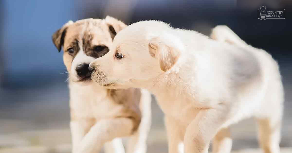 Two mixed-breed puppies with light brown and white coats and another in light beige with darker markings outdoors on a sunny day.